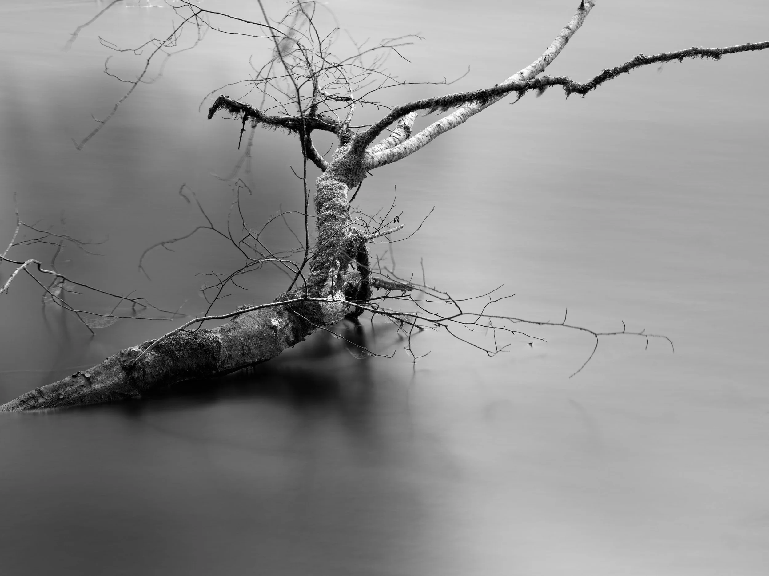 sunken branch
